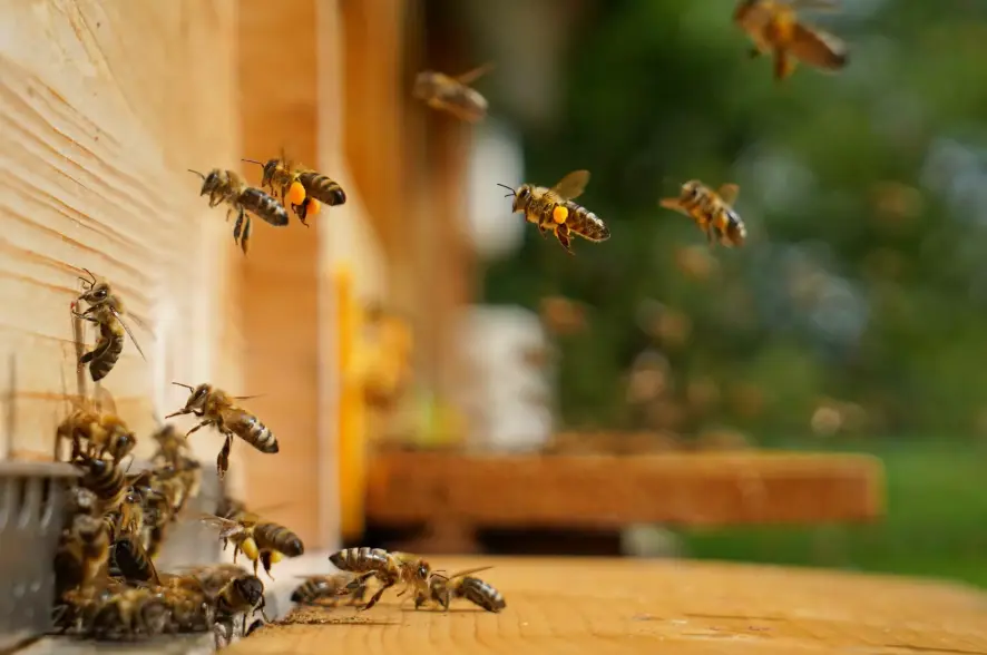 Honig – Antibiotikum der Natur, Bienen