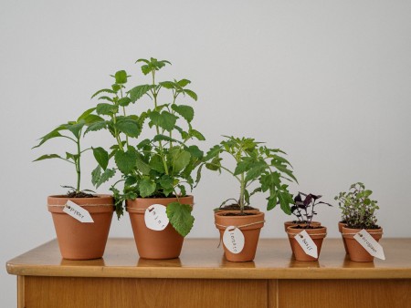 10 plantes de santé essentielles au jardin