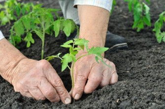 Comment cultiver des légumes
