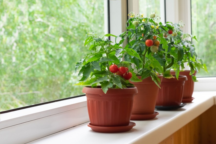 Tuinplezier - Hoe u uw eigen groenten kunt verbouwen